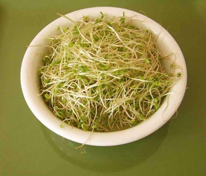 Red Clover, Microgreen for Sprouting, Red Clover Sprouting Seeds - 12 Ounces, Resealable Bag, Sprouts, Microgreens, Gardening, Food Storage