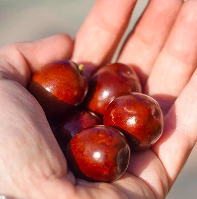 Jojoba Oil - Direct from EIR Oils' Farm in Israel - 100% Pure Carrier Oil for Hair, Face, and Skin - Hand-Picked, Cold-Pressed Carrier Oil (16oz)
