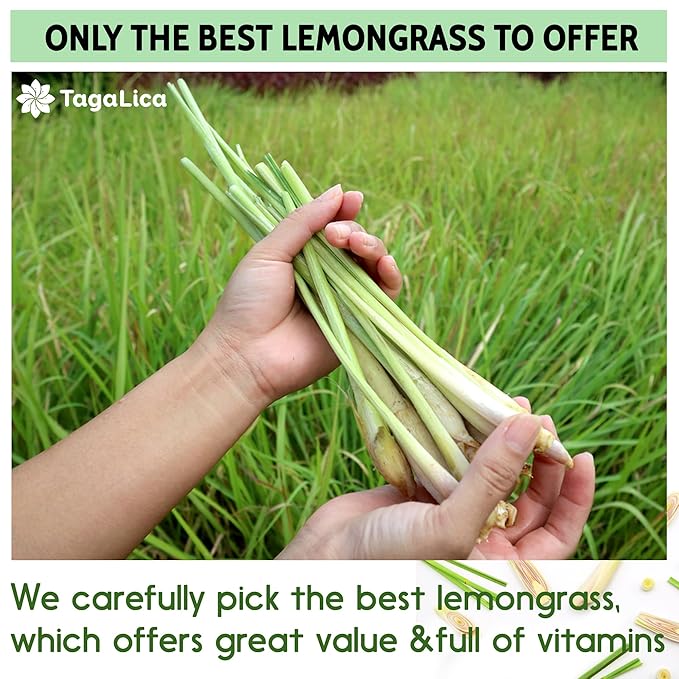 135 Lemongrass Tea Bags, 100% Natural & Pure Lemongrass leaves, Eco-Conscious Tea Bags, Lemongrass Herbal Tea. Lemongrass Leaf Tea. No Sugar, No Caffeine, No Gluten, Vegan.