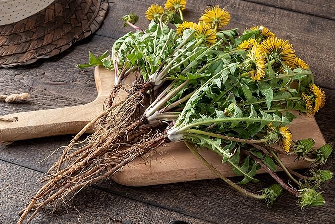 Dandelion Root Tea 1LB (16Oz) | 100% Certified Organic | Loose Dandelion Root Tea (200+ Cups) Cut and Sifted| 100% Raw Albanian Harvest | by U.S. Wellness Naturals